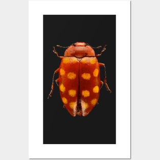 Pleasing Fungus Beetle Painting Posters and Art